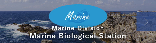 Marine